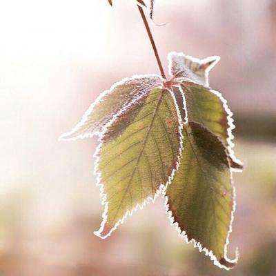 奇异果体育手机app下载截图